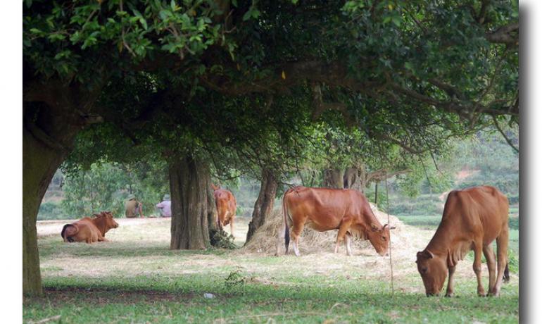A day trip Hanoi Outskirts Tour