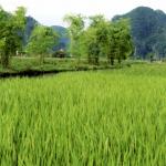 5D4N Hanoi Ninh Binh